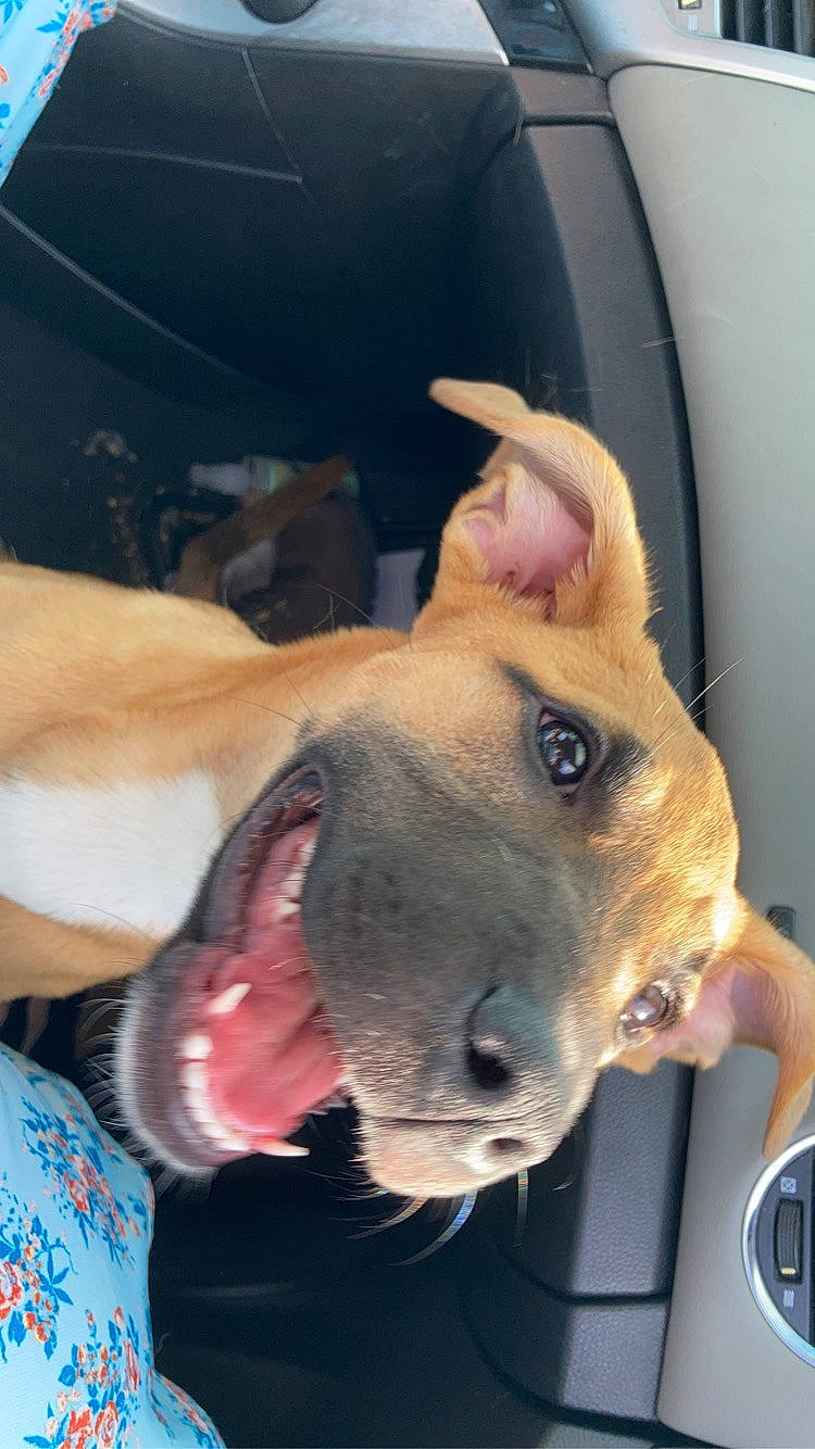 Cinnamon joined the competition — help win amazing prizes! canidae, carnivore, collar, companion_dog, dog, dog_breed, ear, fawn, fur, guard_dog, jaw, non_sporting_group, selfie, snout, sporting_group, whiskers