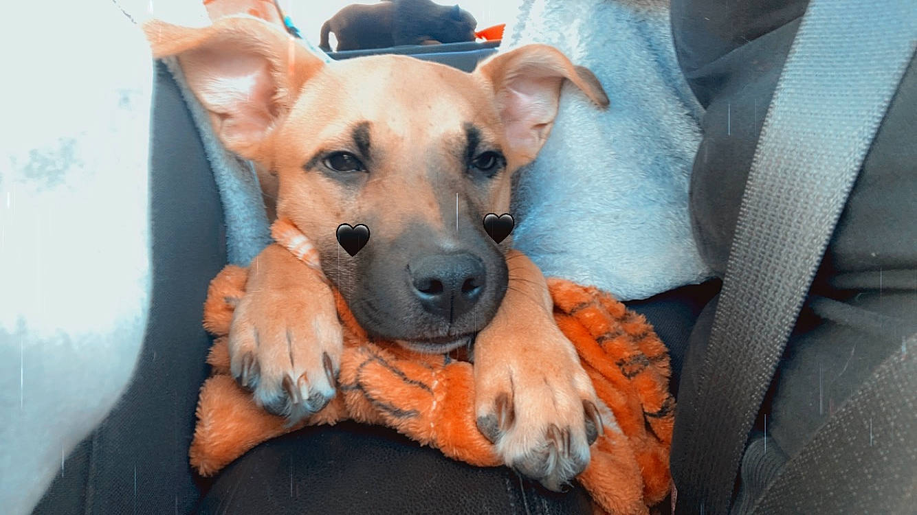 Cinnamon joined the competition — help win amazing prizes! canidae, carnivore, collar, comfort, companion_dog, dog, dog_bed, dog_breed, dog_supply, ear, fawn, fur, non_sporting_group, paw, pet_supply, puppy, snout, sporting_group, whiskers, working_animal