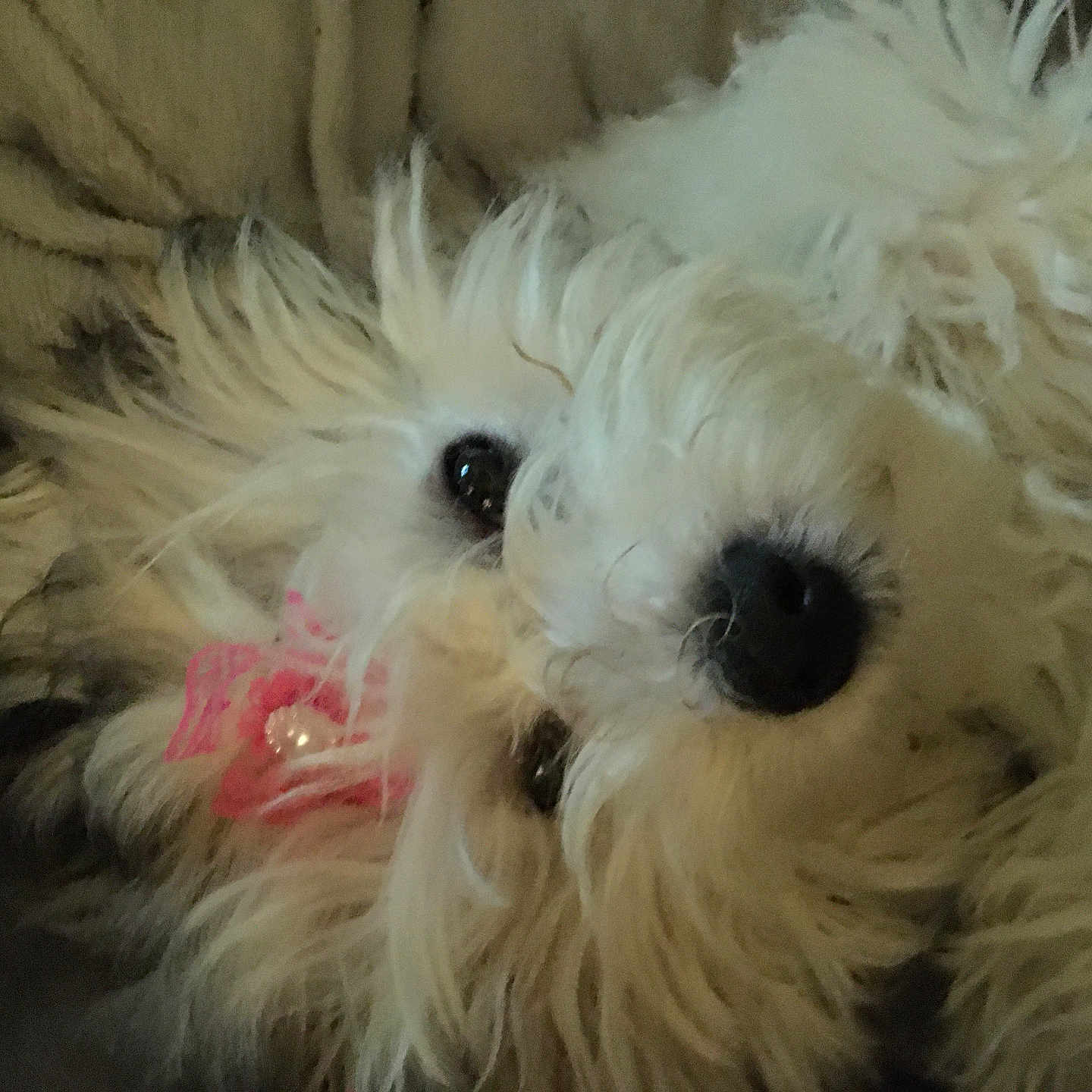 Daisy