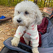 Daisy joined the competition — help win amazing prizes! dog, white_dog, curly_fur, pet_clothing, outdoor, forest, leaves, camping_chair, picnic, fall, nature, cute, pet_accessory, collar, leash, furry, canine, small_dog, daylight, animal