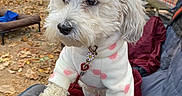Daisy joined the competition — help win amazing prizes! dog, white_dog, poodle, pet, animal, outdoor, forest, trees, autumn, leaves, camping_chair, clothing, pet_clothing, close_up, cute, furry, nature, daylight, canine, companionship