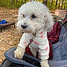 dog, white_dog, poodle, pet, animal, outdoor, forest, trees, autumn, leaves, camping_chair, clothing, pet_clothing, close_up, cute, furry, nature, daylight, canine, companionship