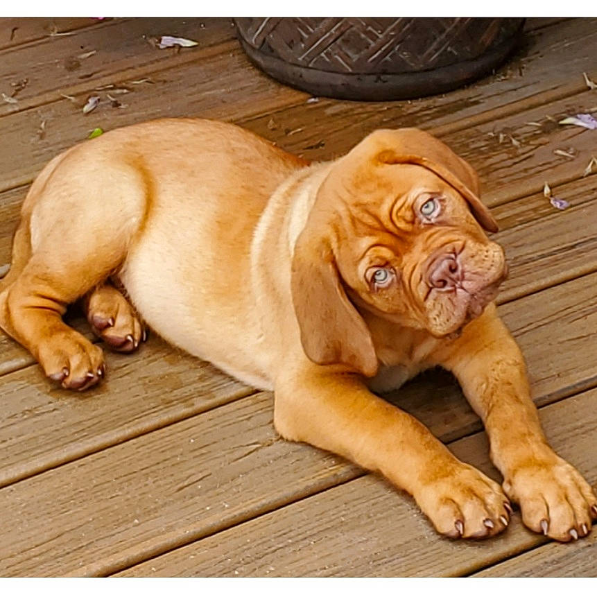 Hondo joined the competition — help win amazing prizes! bulldog, carnivore, companion_dog, dog, dog_breed, fawn, floor, flooring, hardwood, liver, molosser, ori_pei, paw, shar_pei, snout, terrestrial_animal, whiskers, wood, working_animal, wrinkle