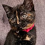 kitten, cat, tortoiseshell, pet, fur, collar, pink, cute, animal, indoor, portrait, young, feline, whiskers, ears, eyes, sitting, soft, background, curious
