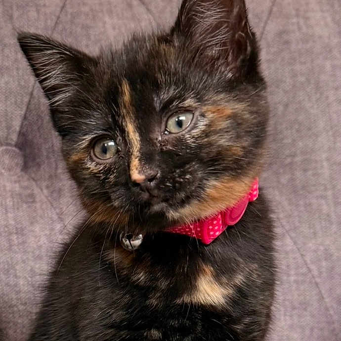 Missy joined the competition — help win amazing prizes! animal, background, cat, collar, curious, cute, ears, eyes, feline, fur, indoor, kitten, pet, pink, portrait, sitting, soft, tortoiseshell, whiskers, young