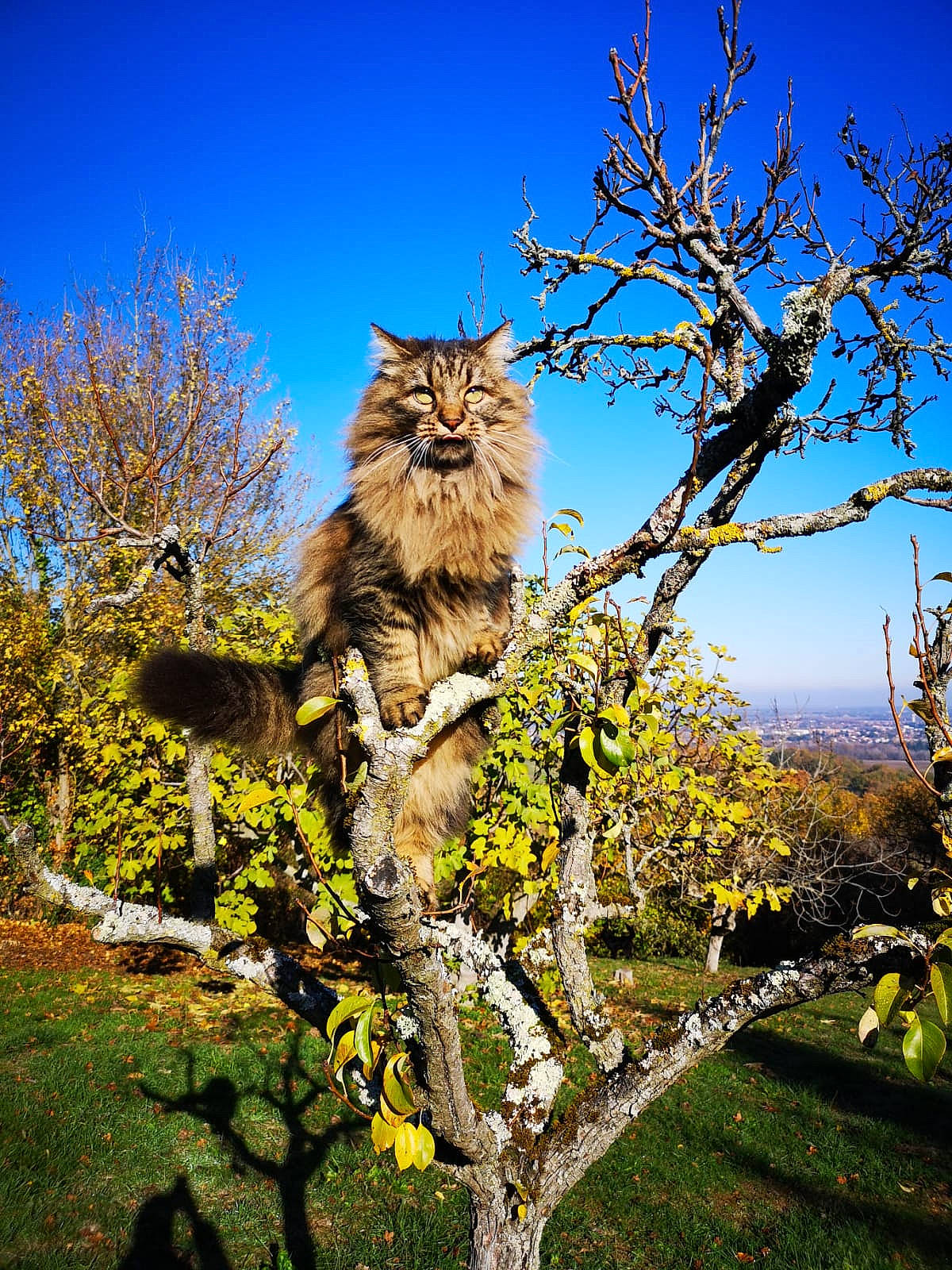 Comète participe au concours pour gagner de l'argent avec cette photo : branch, carnivore, cat, cloud, fawn, felidae, grass, landscape, leaf, natural_landscape, plant, sky, small_to_medium_sized_cats, tail, tree, trunk, twig, whiskers, wood, woody_plant