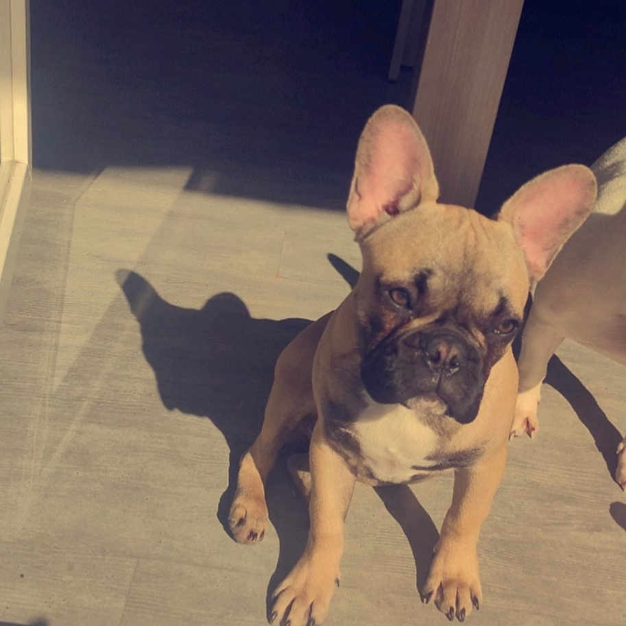 Saiko participe au concours pour gagner de l'argent avec cette photo : animal, canine, companion, curious, cute, dog, domestic, ears, floor, french_bulldog, home, indoor, light, pet, relaxed, shadow, sitting, sunlight, two_dogs, wooden_table