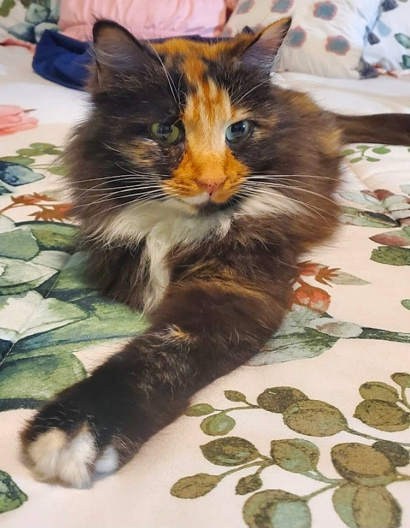 Shakira is registered to the contest to win money with this photo: cat, claw, domestic_short_haired_cat, fawn, felidae, flooring, fur, paw, plant, small_to_medium_sized_cats, snout, tail, terrestrial_animal, whiskers