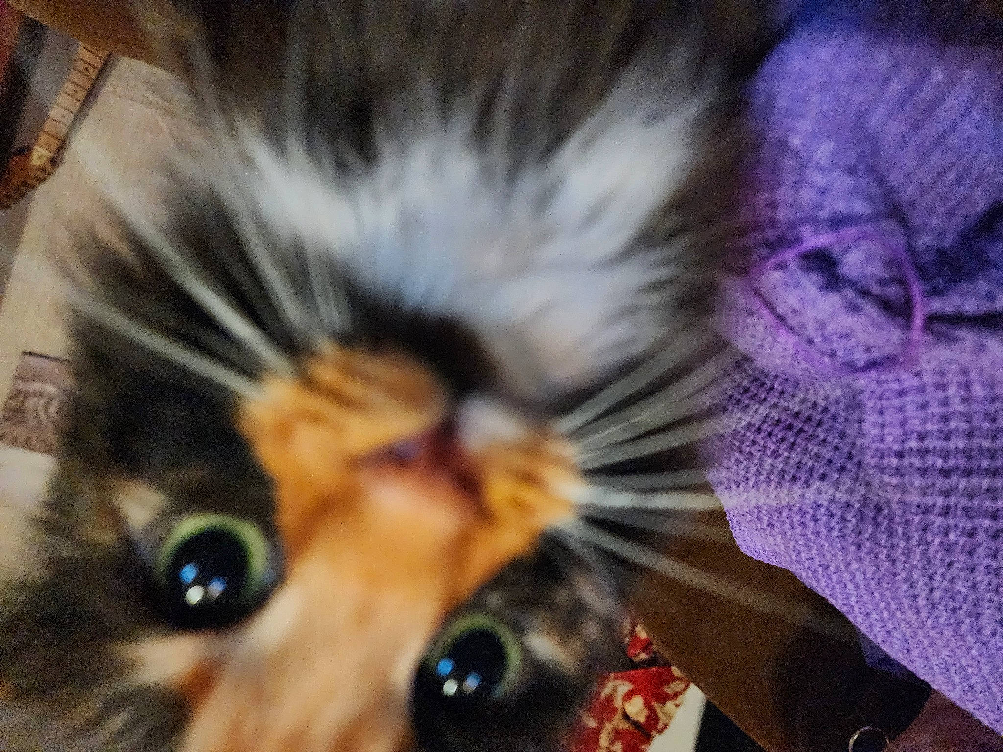 Shakira is registered to the contest to win money with this photo: carnivore, cat, companion_dog, domestic_short_haired_cat, eye, eyelash, felidae, fur, iris, macro_photography, pattern, paw, small_to_medium_sized_cats, whiskers, wildlife