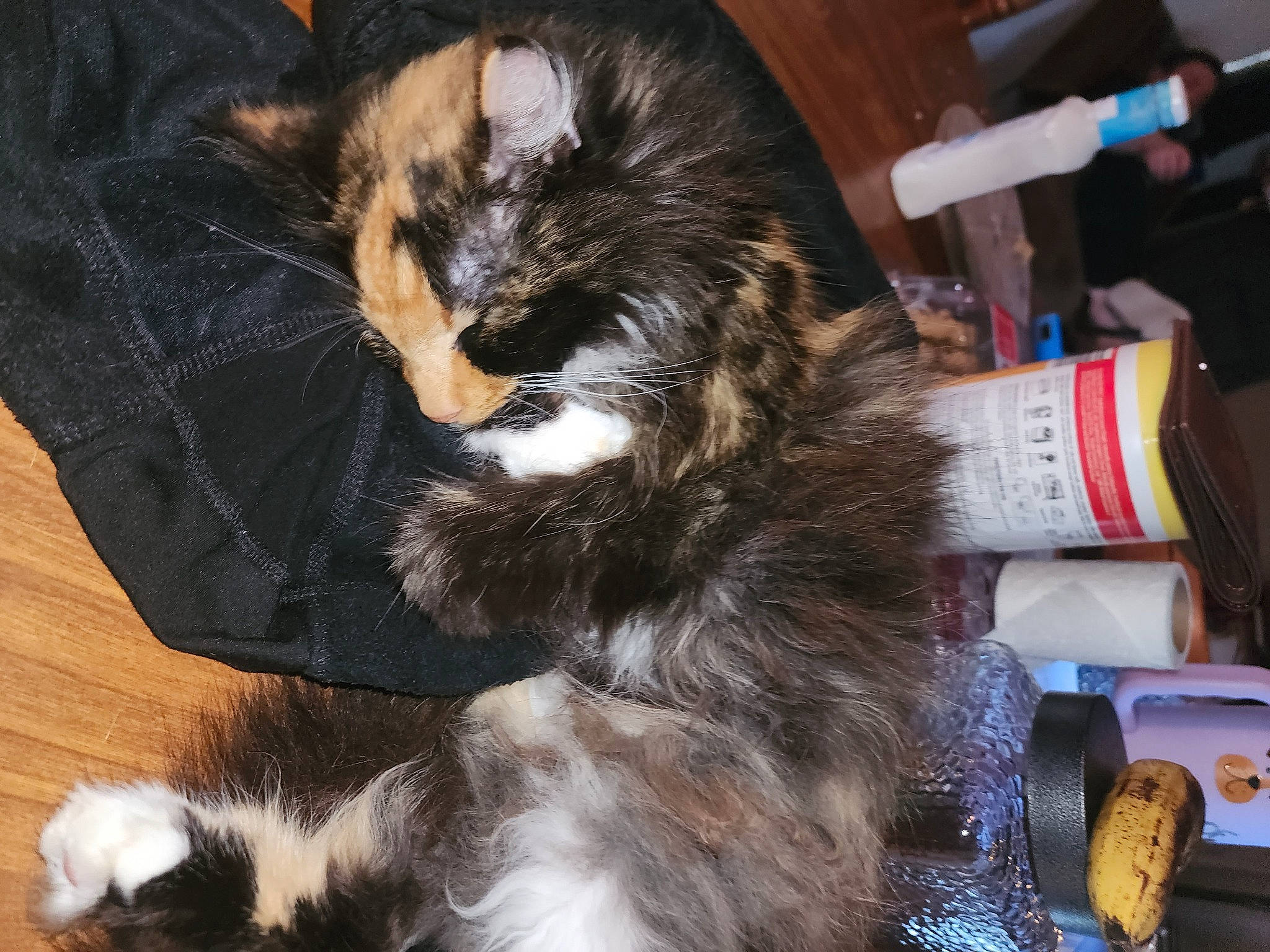 Shakira joined the competition — help win amazing prizes! bottle, carnivore, cat, claw, comfort, companion_dog, dog_breed, domestic_short_haired_cat, felidae, fur, human_leg, lap, paw, small_to_medium_sized_cats, tail, whiskers