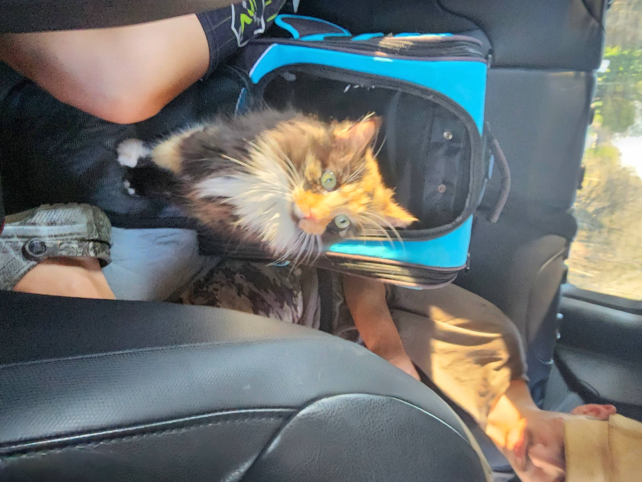 Shakira is registered to the contest to win money with this photo: auto_part, automotive_design, automotive_exterior, automotive_window_part, car_seat, carnivore, cat, comfort, felidae, fur, glass, lap, motor_vehicle, personal_luxury_car, small_to_medium_sized_cats, vehicle, vehicle_door, whiskers, window, windshield