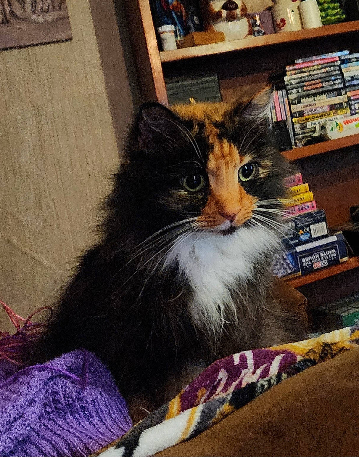 Shakira is registered to the contest to win money with this photo: book, bookcase, box, carnivore, cat, comfort, domestic_short_haired_cat, felidae, flooring, fur, lap, paw, publication, shelf, shelving, small_to_medium_sized_cats, tail, whiskers, window, wood