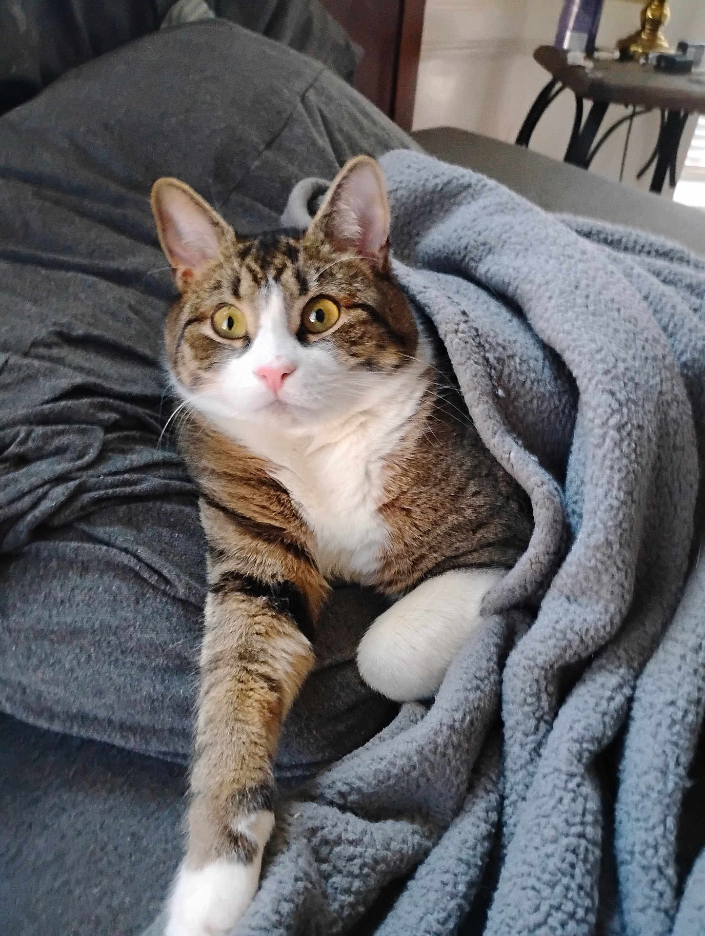 Harrison is registered to the contest to win money with this photo: cat, tabby, white_paws, blanket, cozy, indoor, pet, fur, relaxed, curious, whiskers, ears, couch, domestic_animal, paw, resting, closeup, mammal, sleepy, cute