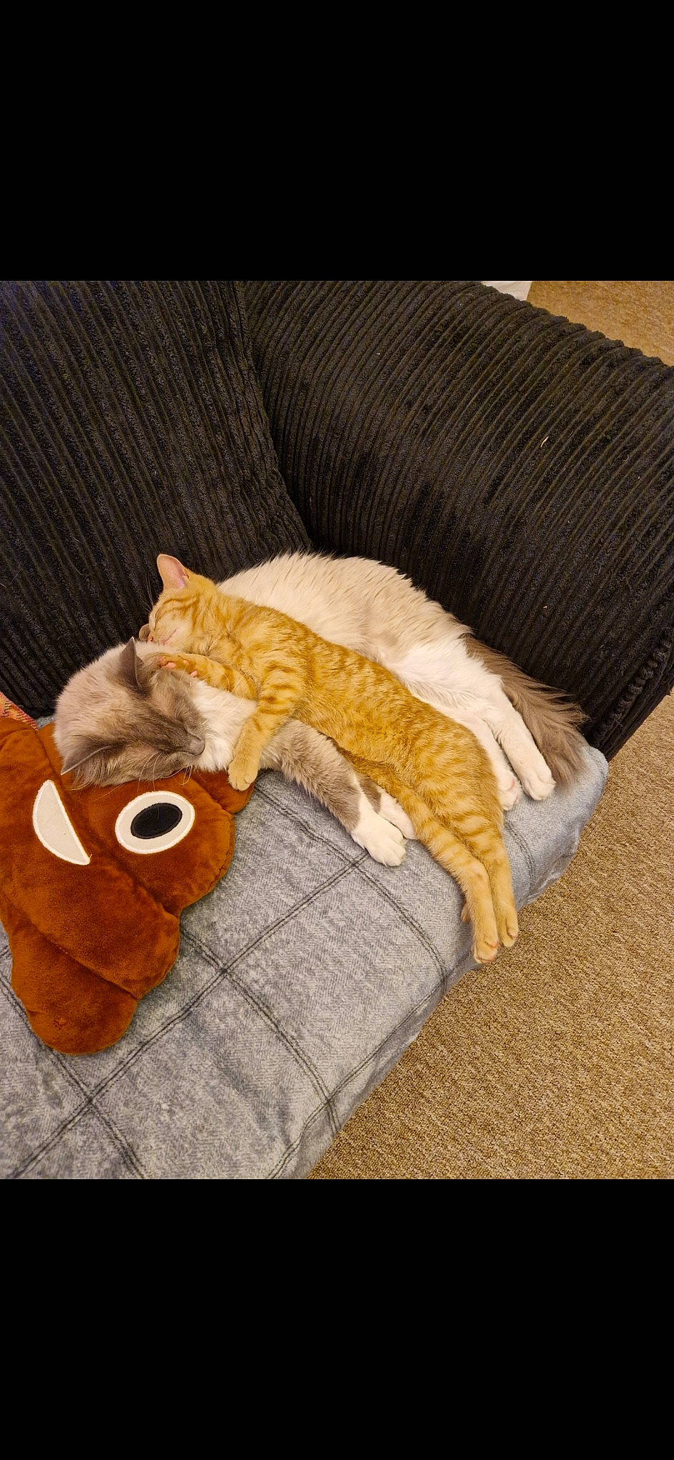 Falcone is registered to the contest to win money with this photo: bedding, canidae, carnivore, cat, claw, comfort, companion_dog, couch, domestic_short_haired_cat, fawn, felidae, fur, linens, paw, small_to_medium_sized_cats, stuffed_toy, tail, toy, whiskers, wood