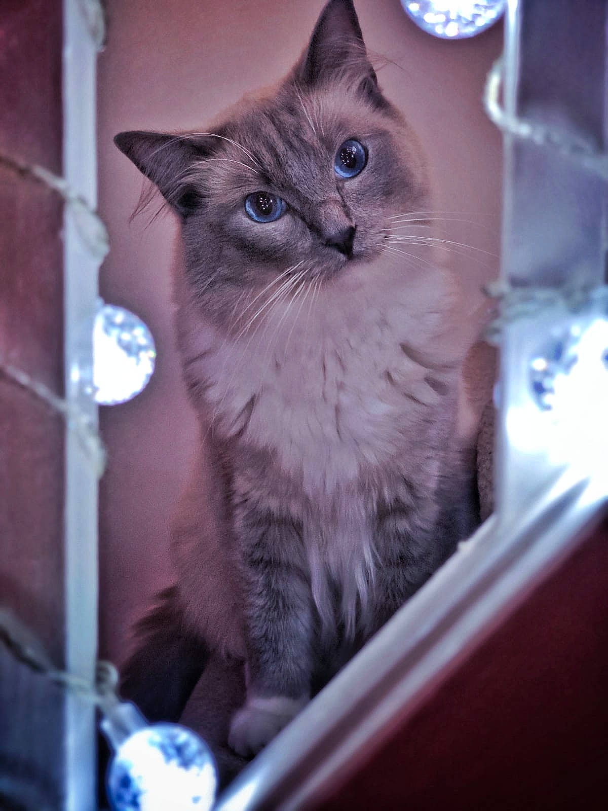Falcone is registered to the contest to win money with this photo: blue, box, carnivore, cat, cat_supply, domestic_short_haired_cat, door, electric_blue, fawn, felidae, fur, photo_caption, ragdoll, small_to_medium_sized_cats, snout, whiskers, window