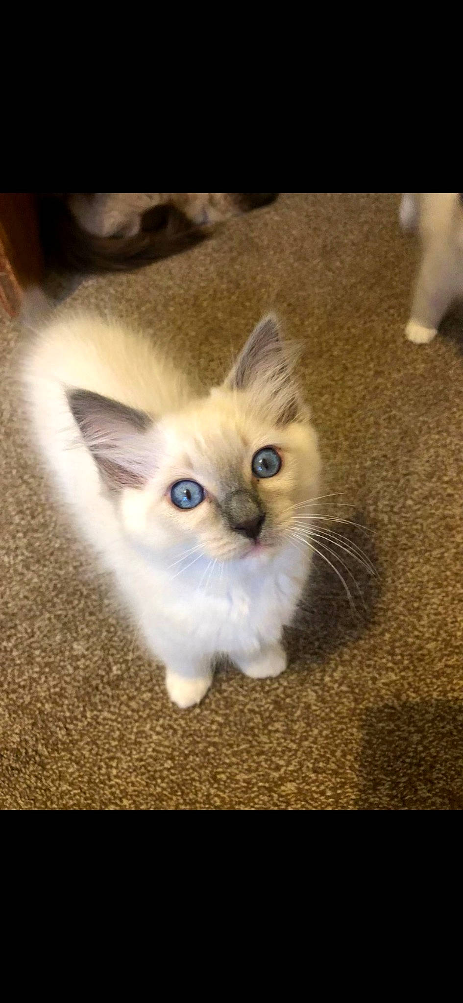 Falcone is registered to the contest to win money with this photo: balinese, carnivore, cat, claw, domestic_short_haired_cat, fawn, felidae, flooring, fur, paw, photo_caption, ragdoll, small_to_medium_sized_cats, snout, surprised, tail, terrestrial_animal, thai, whiskers, wood