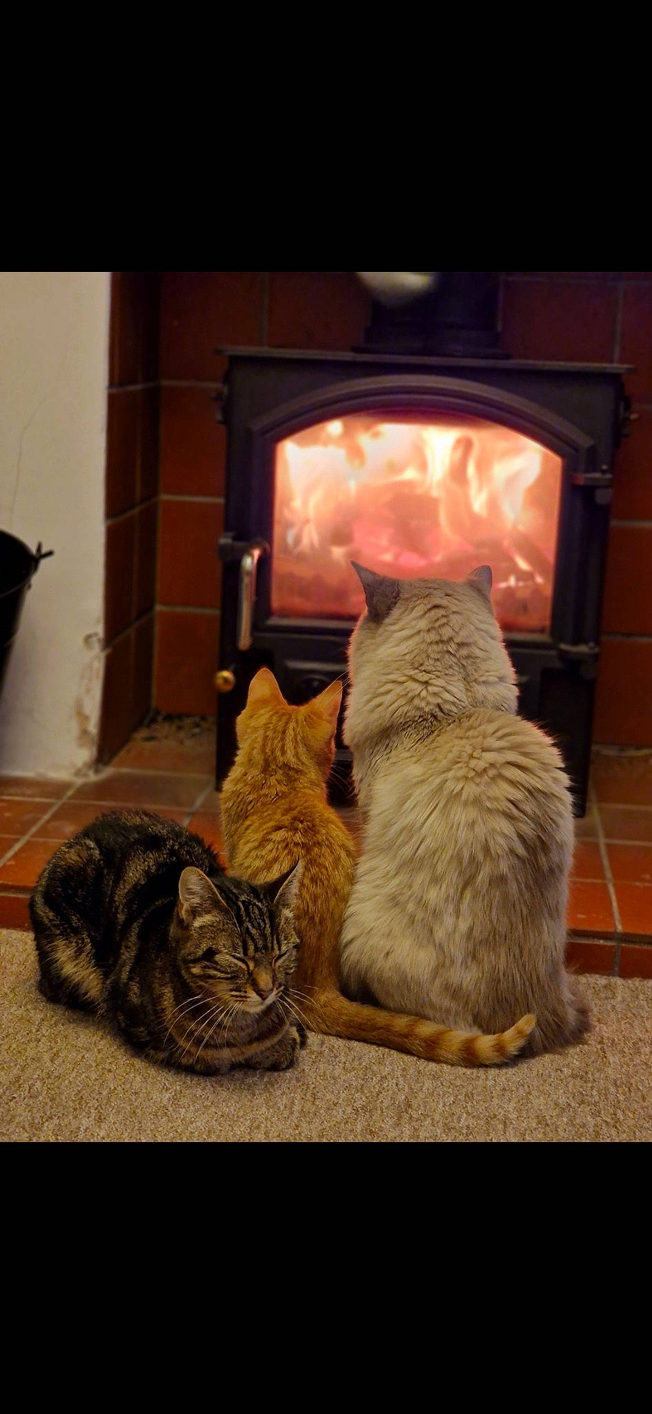 Falcone is registered to the contest to win money with this photo: carnivore, cat, comfort, domestic_short_haired_cat, felidae, flooring, fur, grey, home_appliance, mammal, room, small_to_medium_sized_cats, snout, tail, television, vertebrate, whiskers, window, wood, wood_burning_stove