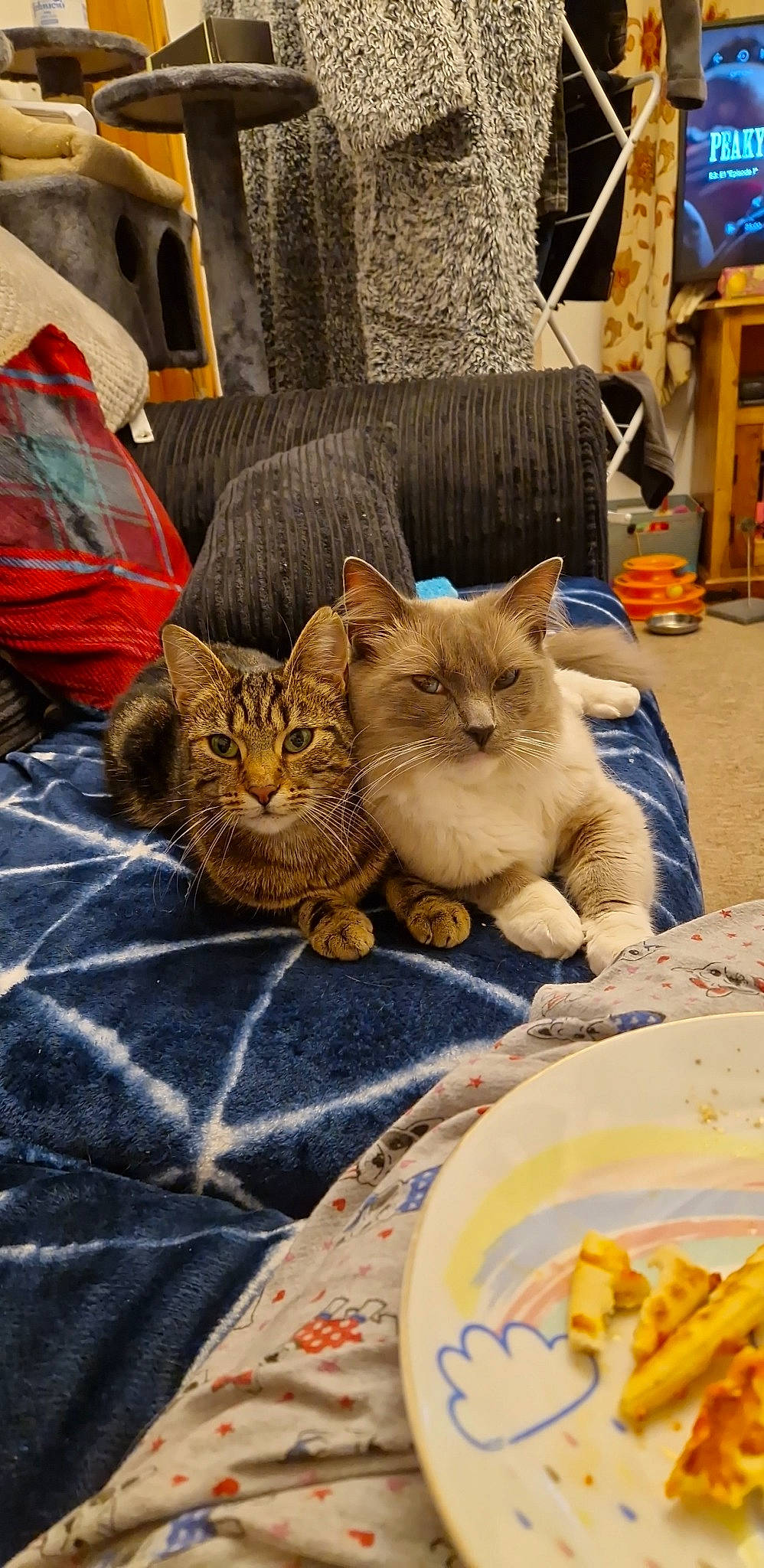 Mook is registered to the contest to win money with this photo: carnivore, cat, comfort, comfort_food, domestic_short_haired_cat, fawn, felidae, finger_food, food, french_fries, fried_food, fur, ingredient, junk_food, linens, plant, potato, small_to_medium_sized_cats, snapshot, whiskers