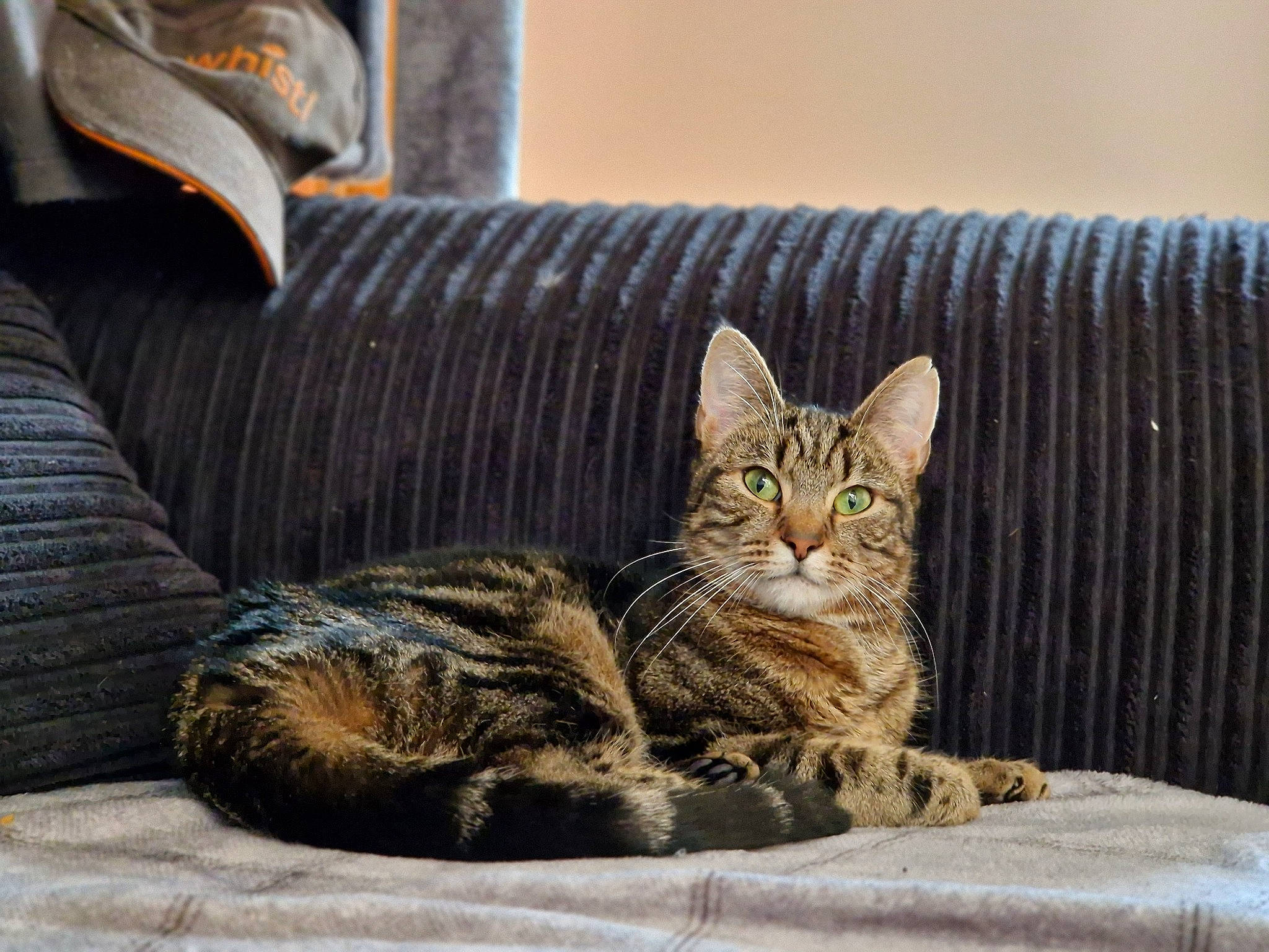 Mook is registered to the contest to win money with this photo: carnivore, cat, cat_supply, comfort, couch, domestic_short_haired_cat, felidae, fur, paw, pet_supply, rectangle, room, sitting, small_to_medium_sized_cats, snout, terrestrial_animal, tree, whiskers