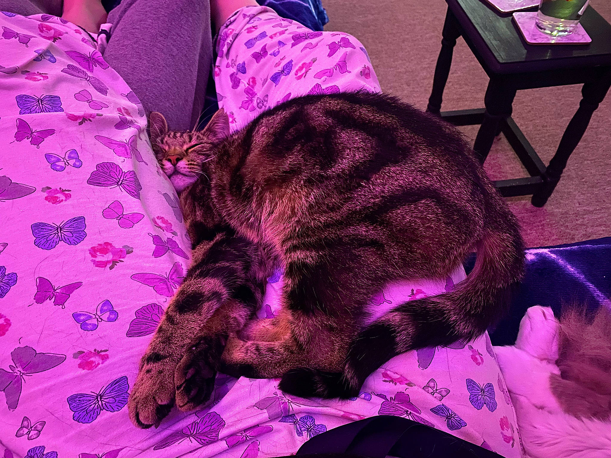 Mook is registered to the contest to win money with this photo: carnivore, cat, chair, comfort, domestic_short_haired_cat, fawn, felidae, fur, linens, magenta, nap, pattern, pink, purple, small_to_medium_sized_cats, snout, tail, terrestrial_animal, violet, whiskers