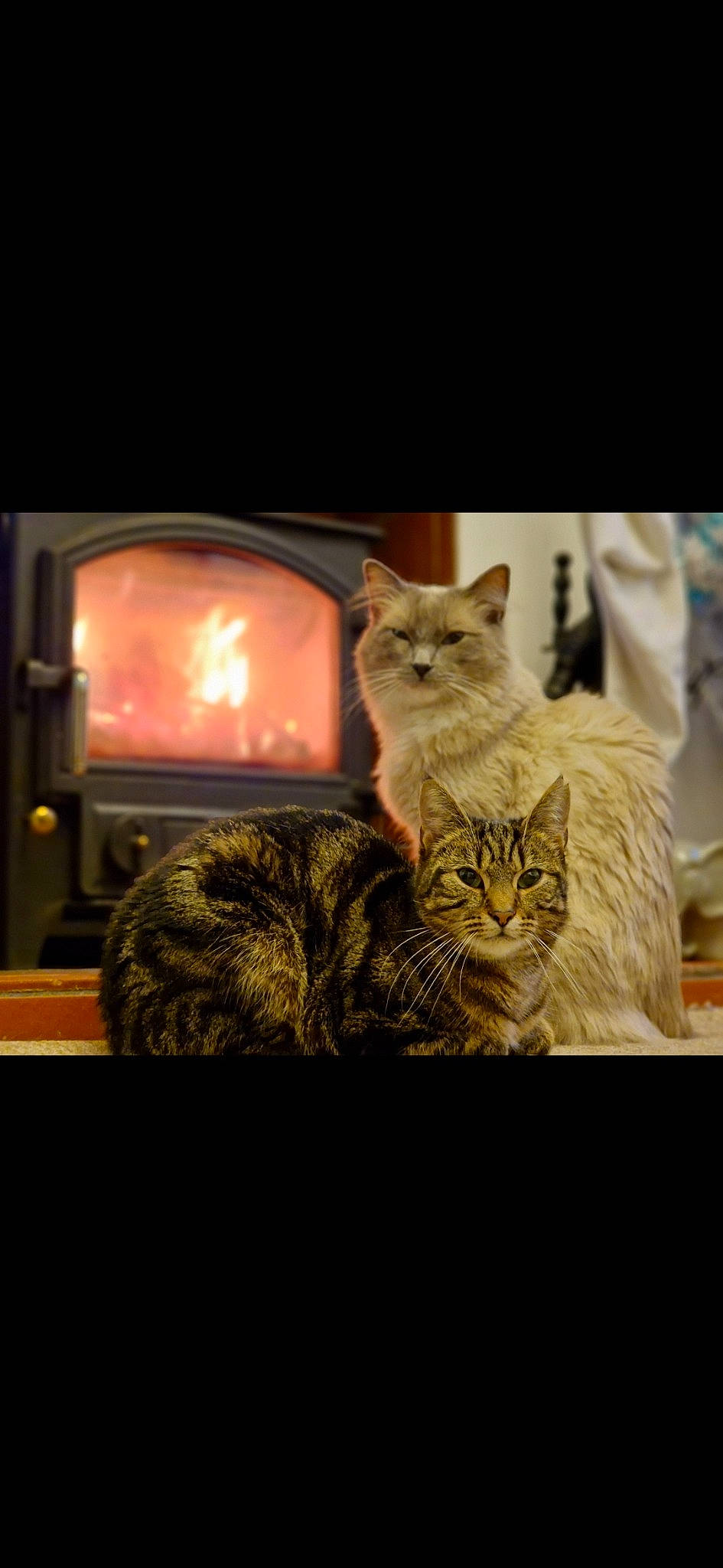 Mook is registered to the contest to win money with this photo: carnivore, cat, comfort, display_device, domestic_short_haired_cat, fawn, felidae, fur, heat, paw, plant, sitting, small_to_medium_sized_cats, tail, television, tree, whiskers, window, wood, wood_burning_stove