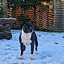 backyard, bench, bird, brindle_coat, cold, dog, garden, grass, muzzle, outdoor, paws, pet, portrait, shadow_pattern, snow, standing, sunlight, white_chest, winter, wooden_fence