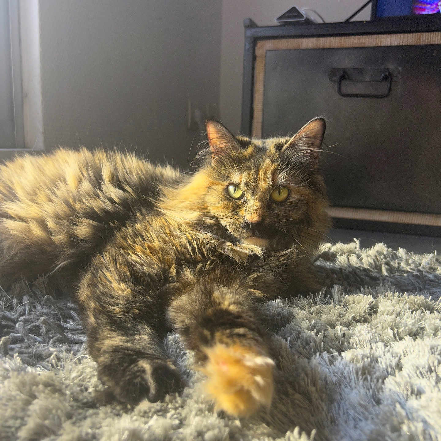 Mouillette participe au concours pour gagner de l'argent avec cette photo : animal, architecture, building, cat, computer, computerhardware, desk, electronics, furniture, hardware, homedecor, indoors, kitten, livingroom, manx, monitor, pet, screen, table, tv