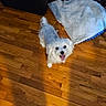 dog, white_dog, wooden_floor, pet_bed, happy_dog, indoor, flooring, canine, small_dog, fur, animal, looking_up, shadow, cozy, home_interior, leisure, cute, domestic_animal, playful, companion