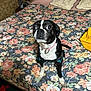 Sadie is registered to the contest to win money with this photo: animal, attentive, bed, bedroom, black_and_white, blanket, boston_terrier, collar, companion, cute, dog, domestic_animal, floral_bedspread, furniture, indoor, outfit, pet, pillow, sitting, small_dog