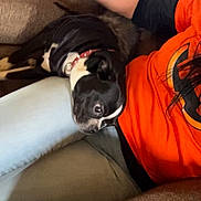 Sadie joined the competition — help win amazing prizes! arm, black_and_white, brown_couch, casual, collar, comfort, couch, cozy, dog, fur, hand, indoor, lap, light_blue_jeans, orange_shirt, person, pet, relaxing, resting, seated