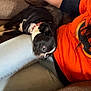 arm, black_and_white, brown_couch, casual, collar, comfort, couch, cozy, dog, fur, hand, indoor, lap, light_blue_jeans, orange_shirt, person, pet, relaxing, resting, seated