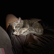Eros a rejoint le concours — aidez-le/la à gagner de superbes lots ! cat, sleeping, gray_cat, cozy, feline, pet, animal, curled_up, soft_lighting, dark_background, resting, fur, domestic_cat, closeup, indoor, peaceful, cute, relaxed, quiet, comfort