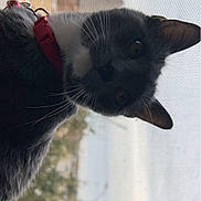 Amiri joined the competition — help win amazing prizes! cat, gray_cat, white_fur, red_collar, window_screen, curious, pet, animal, face, whiskers, ears, outdoor, background, nature, tree, building, brick, close_up, portrait, looking