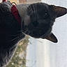 cat, gray_cat, white_fur, red_collar, window_screen, curious, pet, animal, face, whiskers, ears, outdoor, background, nature, tree, building, brick, close_up, portrait, looking