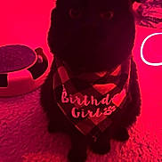 Kiki joined the competition — help win amazing prizes! cat, black_cat, bandana, birthday, pet, indoor, carpet, cute, animal, ears, sticker, pink_bow, red_light, feline, adorable, sitting, celebration, pet_accessory, domestic_animal, portrait