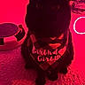 cat, black_cat, bandana, birthday, pet, indoor, carpet, cute, animal, ears, sticker, pink_bow, red_light, feline, adorable, sitting, celebration, pet_accessory, domestic_animal, portrait