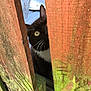 black_fur, cat, close_up, curious, fence, gap, moss, nature, outdoor, peeking, pet, plank, rustic, texture, vertical_slats, weathered, whiskers, white_chest, wood, yellow_eye