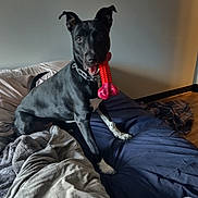 Thor joined the competition — help win amazing prizes! dog, black_dog, toy, bone_toy, bed, blanket, indoor, pet, playful, white_paws, collar, canine, floor, wall, comfort, resting, animal, fur, ears, mouth