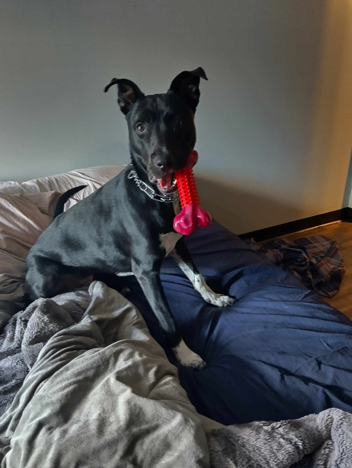 Thor joined the competition — help win amazing prizes! dog, black_dog, toy, bone_toy, bed, blanket, indoor, pet, playful, white_paws, collar, canine, floor, wall, comfort, resting, animal, fur, ears, mouth