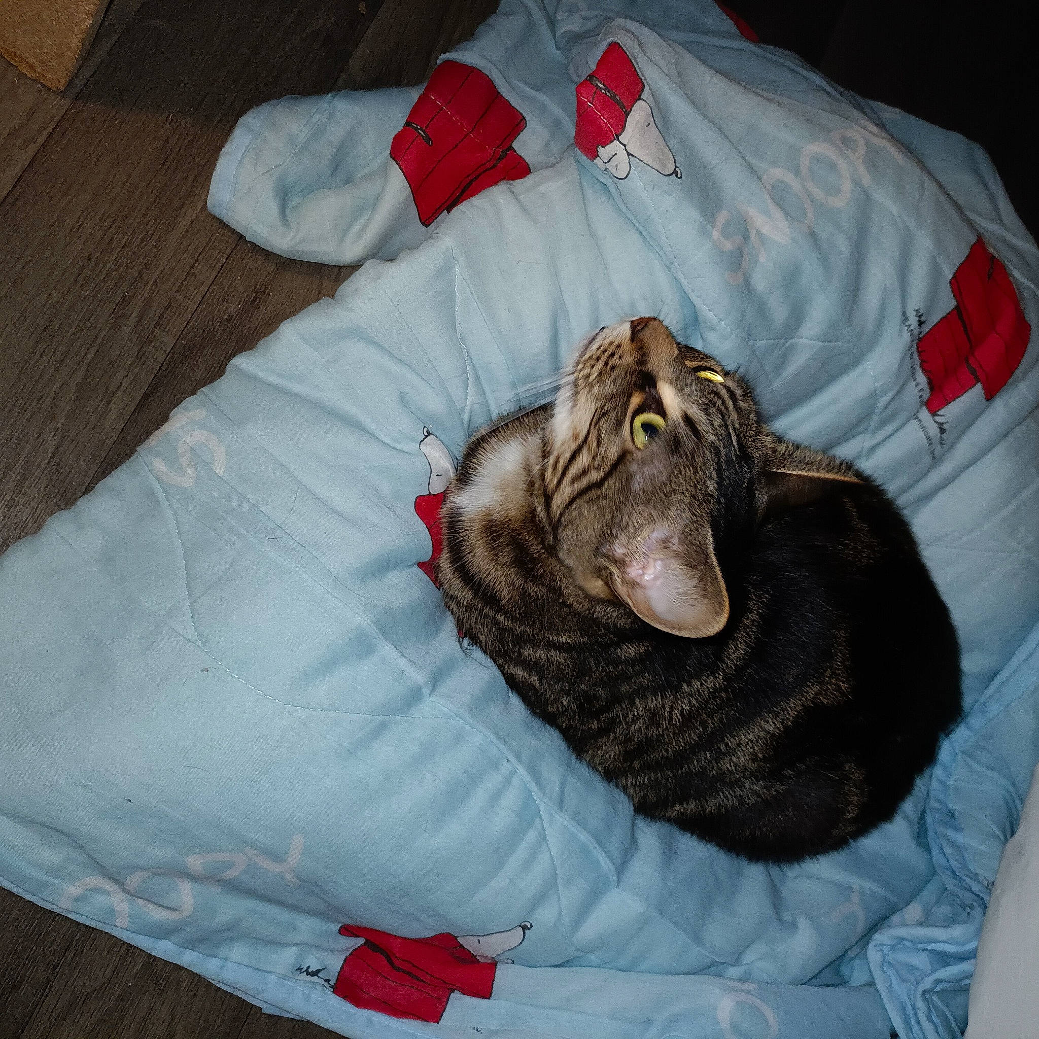 Néo participe au concours pour gagner de l'argent avec cette photo : black_cat, blanket, canidae, carnivore, cat, claw, comfort, companion_dog, dog_breed, domestic_short_haired_cat, felidae, fur, linens, liver, nap, small_to_medium_sized_cats, sporting_group, tail, terrestrial_animal, whiskers