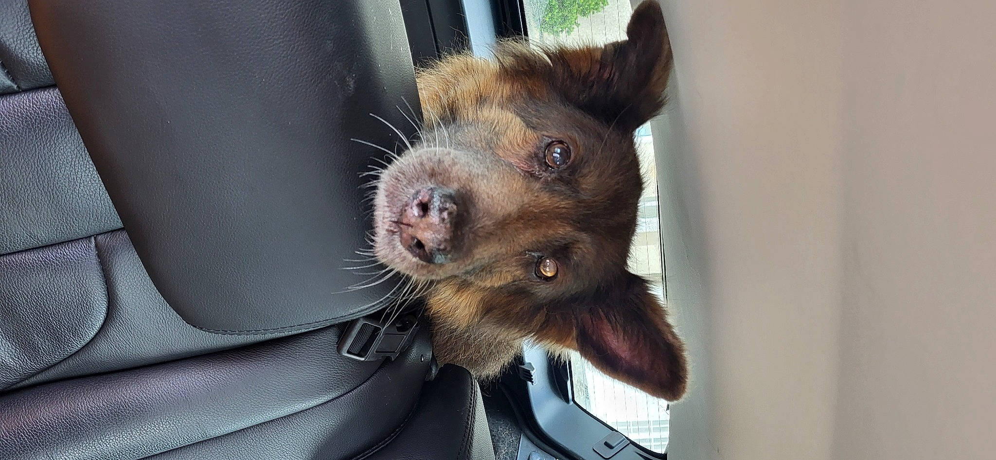 Whisper is registered to the contest to win money with this photo: canidae, carnivore, claw, dog_breed, fawn, fur, liver, snout, terrestrial_animal, whiskers, wildlife, window