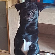 Oreo participe au concours pour gagner de l'argent avec cette photo : dog, black_dog, pet, indoor, wooden_floor, cabinet, television, container, tube, white_patch, curious, sitting, animal, furniture, household, closeup, domestic, companion, portrait, looking