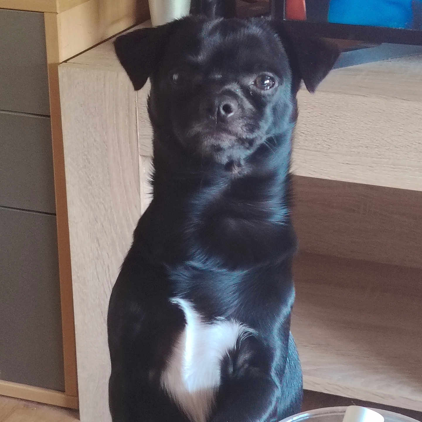 Oreo participe au concours pour gagner de l'argent avec cette photo : dog, black_dog, pet, indoor, wooden_floor, cabinet, television, container, tube, white_patch, curious, sitting, animal, furniture, household, closeup, domestic, companion, portrait, looking