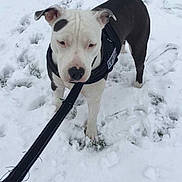 Oxana a rejoint le concours — aidez-le/la à gagner de superbes lots ! american_pit_bull_terrier, american_staffordshire_terrier, bull_and_terrier, canidae, carnivore, dog, dog_breed, fawn, mammal, non_sporting_group, pit_bull, snout, snow, sporting_group, staffordshire_bull_terrier, vertebrate, winter