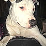 Oxana a rejoint le concours — aidez-le/la à gagner de superbes lots ! american_pit_bull_terrier, american_staffordshire_terrier, bull_and_terrier, bully_kutta, canidae, carnivore, dog, dog_breed, dogo_argentino, dogo_guatemalteco, fawn, gull_terr, mammal, non_sporting_group, nose, old_english_terrier, pit_bull, rare_breed_dog, snout, vertebrate