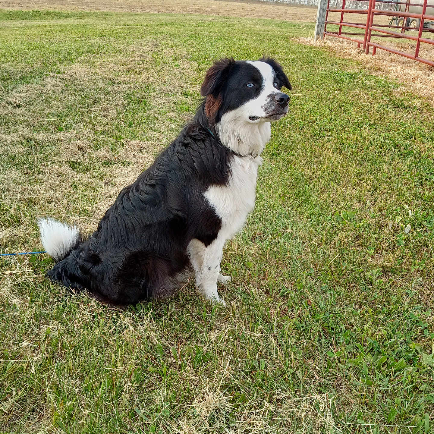 Miss Maggie Mae joined the competition — help win amazing prizes! accessories, animal, backyard, canine, collie, countryside, dog, farm, fence, field, grass, grassland, nature, outdoors, pet, plant, puppy, rural, strap, yard