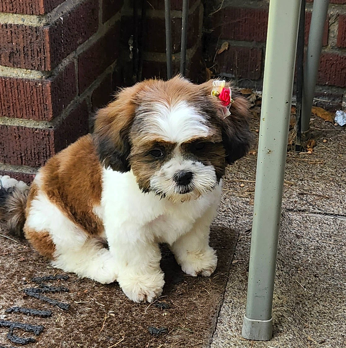 Evee is registered to the contest to win money with this photo: brick, brickwork, canidae, carnivore, companion_dog, corn_on_the_cob, dog, dog_breed, fur, liver, maltepoo, non_sporting_group, shih_tzu, small_terrier, snout, soil, terrestrial_animal, terrier, toy_dog, working_animal