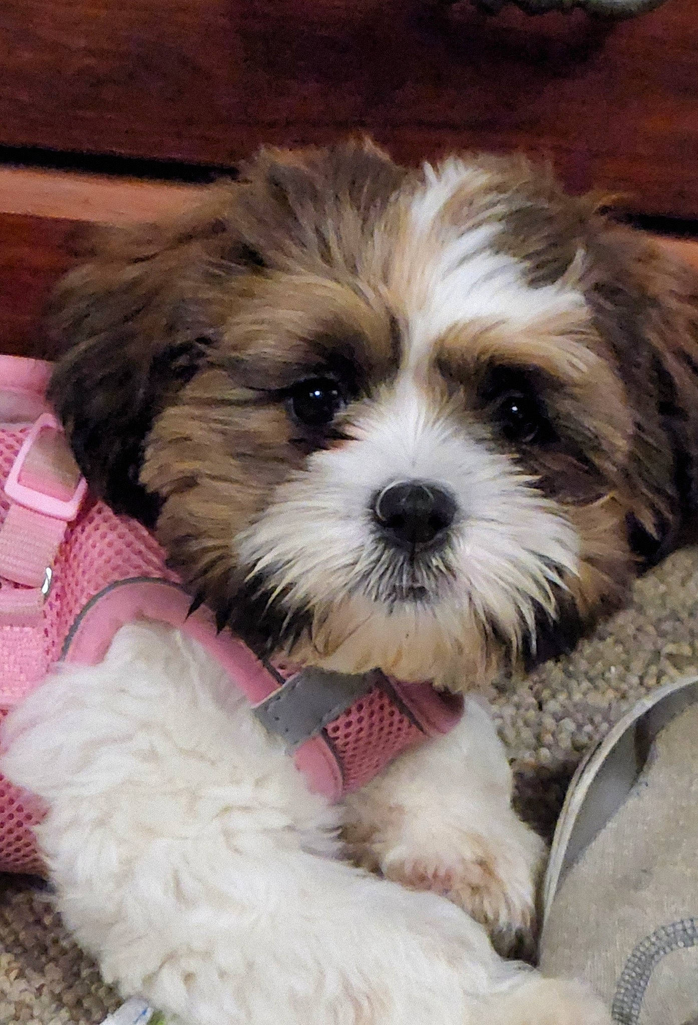 Evee joined the competition — help win amazing prizes! biewer_terrier, canidae, carnivore, companion_dog, dog, dog_breed, fur, liver, mal_shi, maltepoo, non_sporting_group, shih_poo, shih_tzu, small_terrier, snout, sporting_group, terrestrial_animal, terrier, toy_dog, working_animal