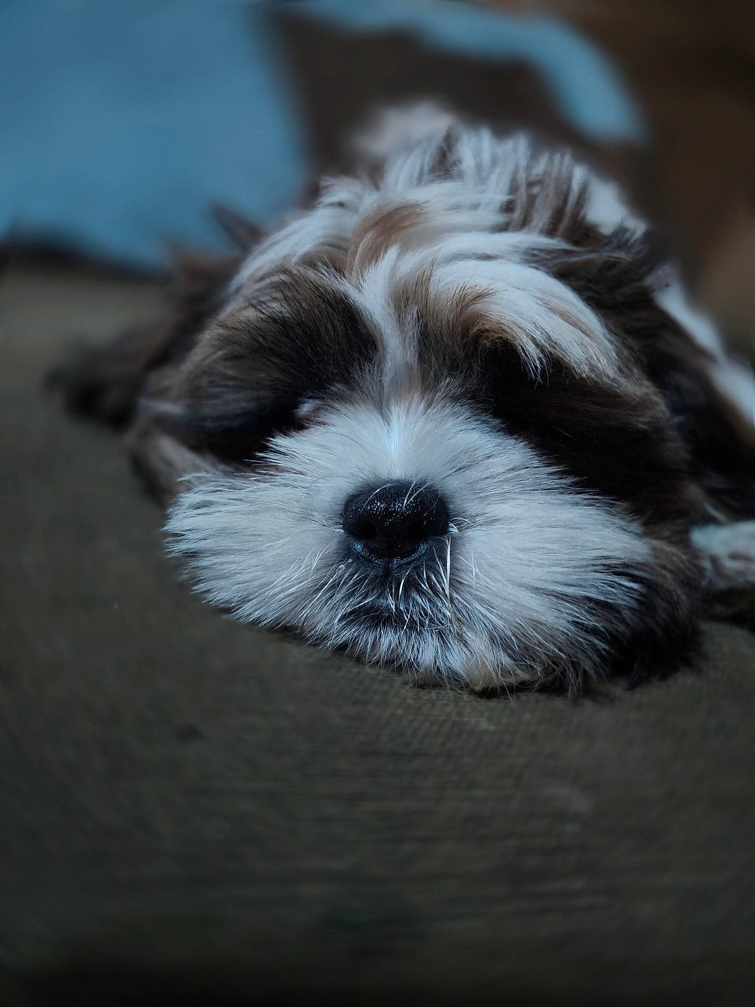 Evee joined the competition — help win amazing prizes! biewer_terrier, canidae, carnivore, companion_dog, dog, dog_breed, fur, liver, macro_photography, maltepoo, non_sporting_group, puppy, small_terrier, sporting_group, terrestrial_animal, terrier, toy_dog, whiskers, working_animal