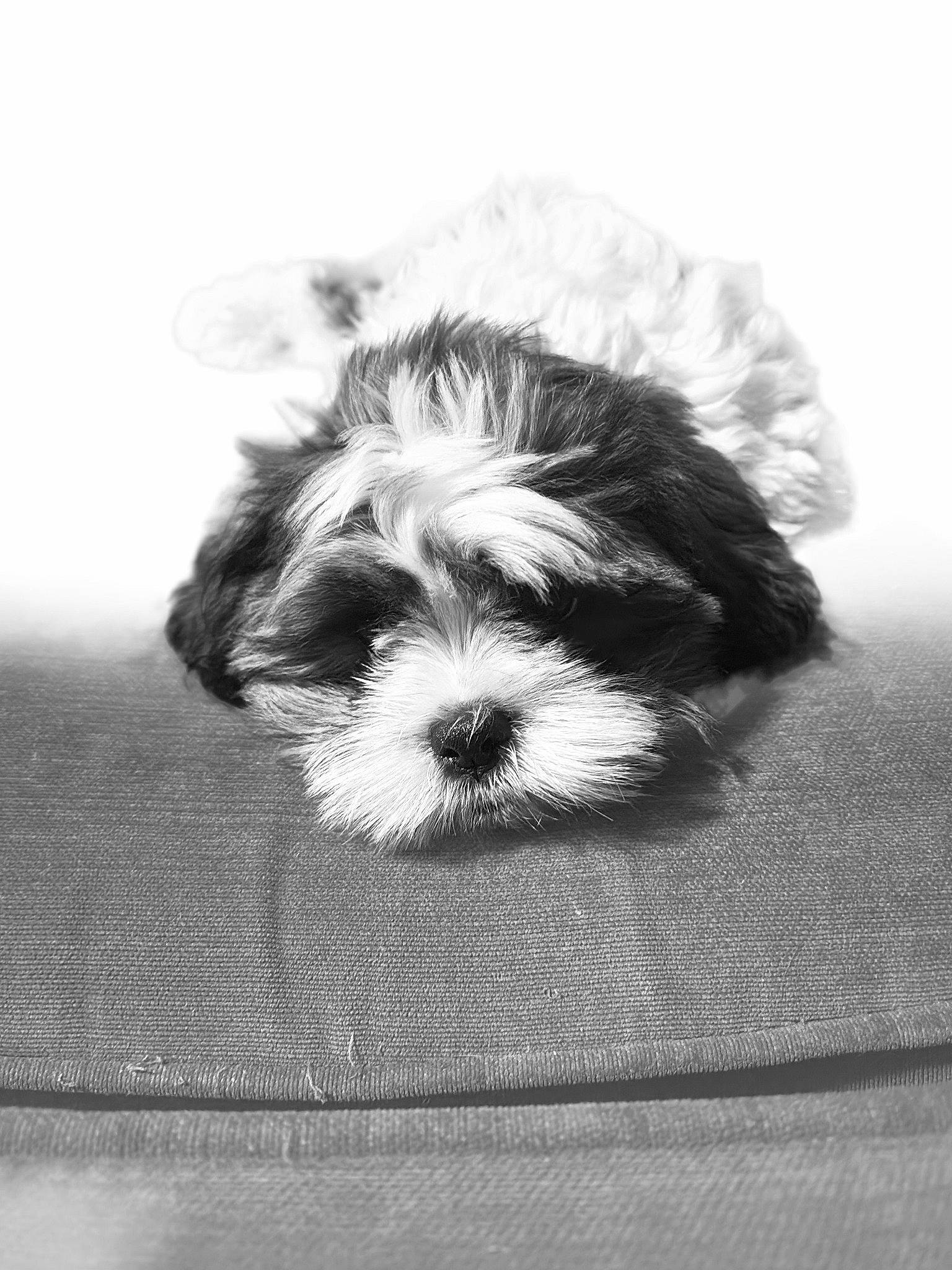 Evee joined the competition — help win amazing prizes! biewer_terrier, carnivore, companion_dog, dog, dog_breed, dog_supply, fur, liver, maltepoo, monochrome, monochrome_photography, non_sporting_group, puppy, shih_tzu, small_terrier, still_life_photography, terrestrial_animal, terrier, toy_dog, working_animal